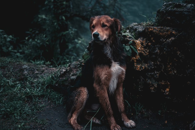 the dog that got stuck to another dog 4k
