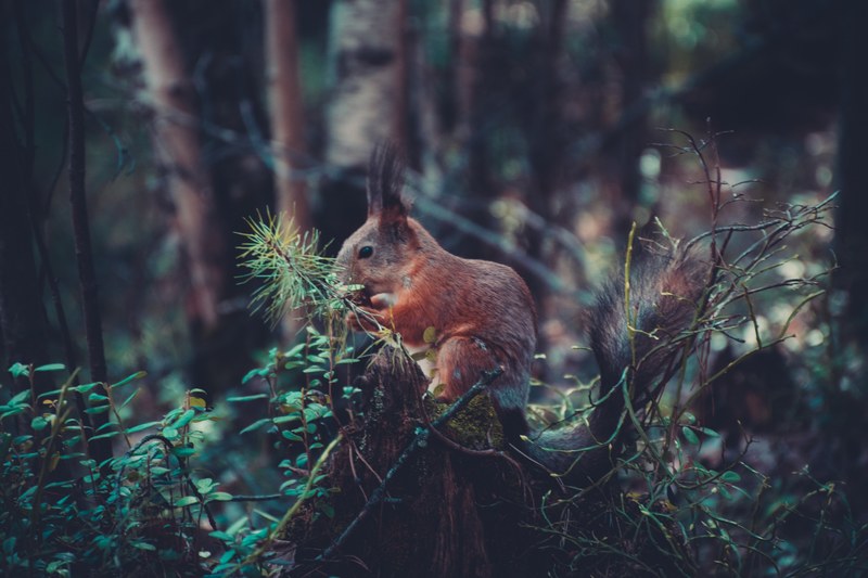 a squirrel sitting on a mossy tree trunk and nibbling on branches, nibbling squirrel 4k