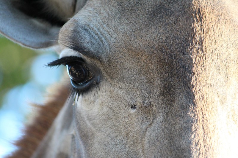 animal giraffe eye and mammal 4k