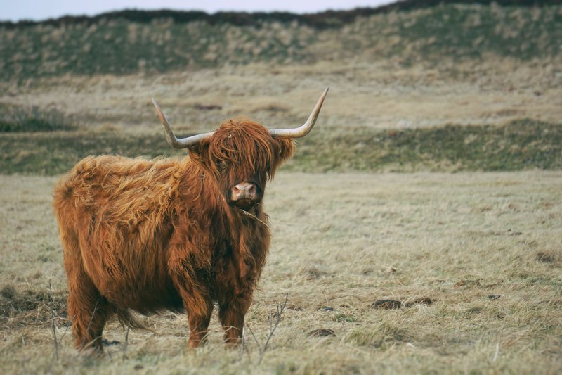 buffalo animal field and horns 4k