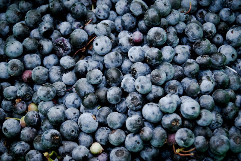 basket of fresh blueberries, blueberries in a basket 4k