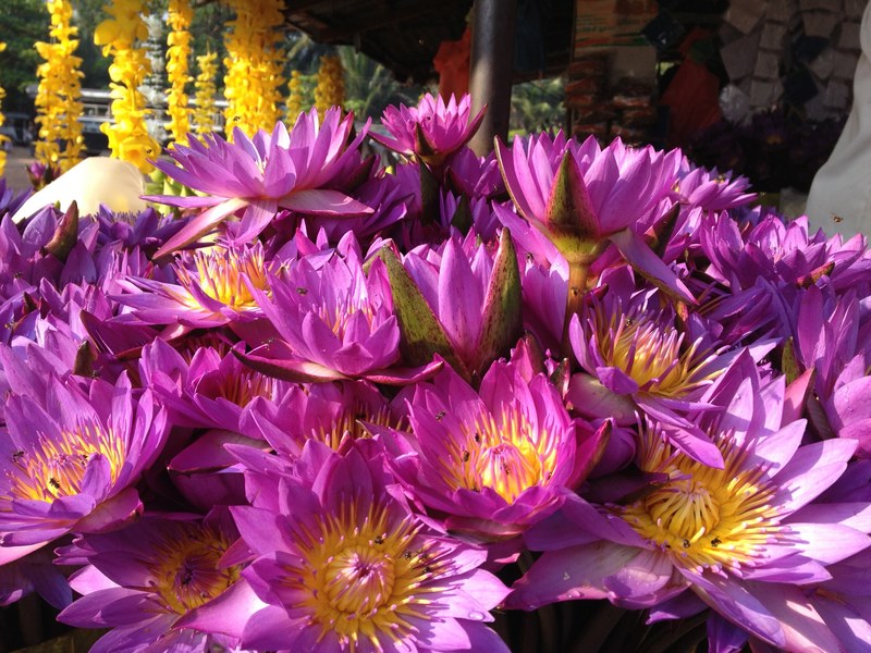 temple flower sri lanka and lotu 4k