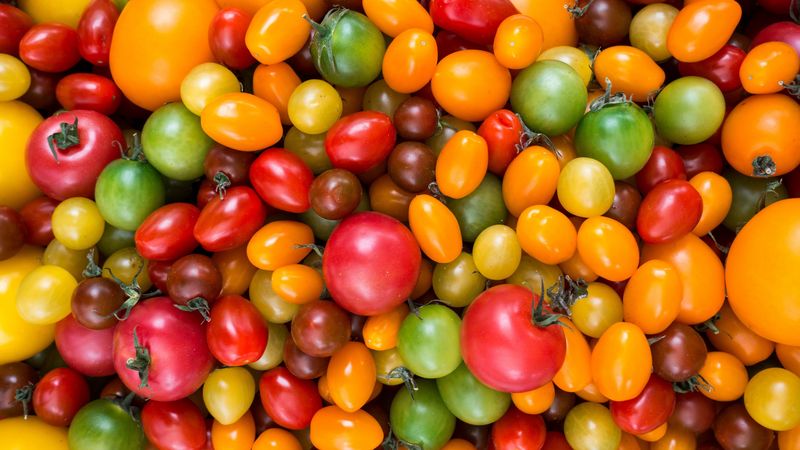tomatoes, tomato, variety, 4k