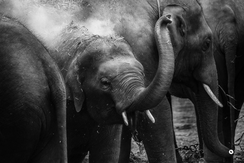 elephant mammal tusk and animal 4k