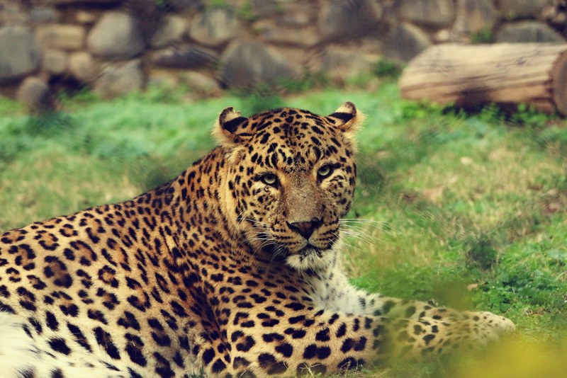 animal eye wild and leopard 4k