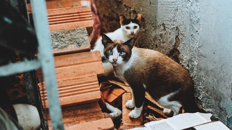 cats, outside, ruins, 4k