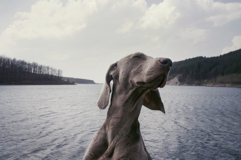 a weimaraner over a choppy lake on a cloudy day, dog on a lake 4k