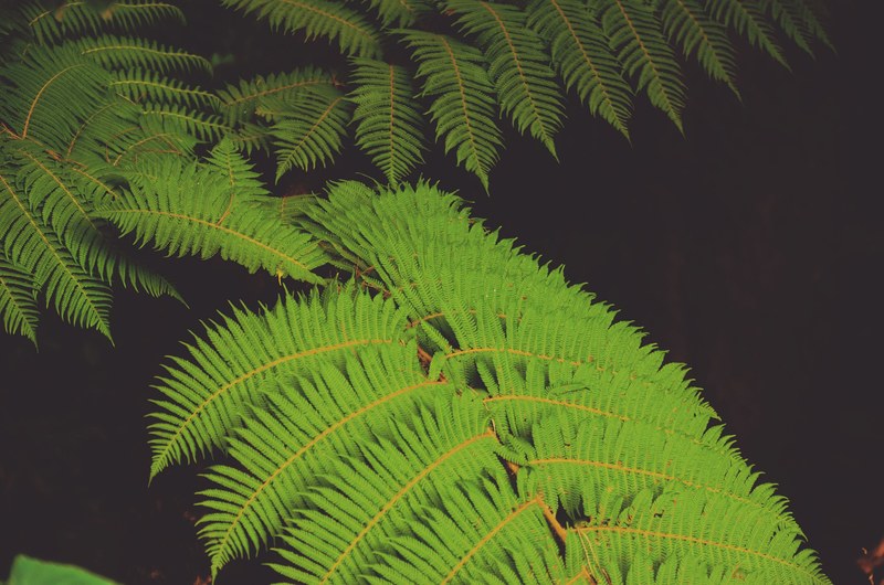 fern leafe leaf and foliage 4k