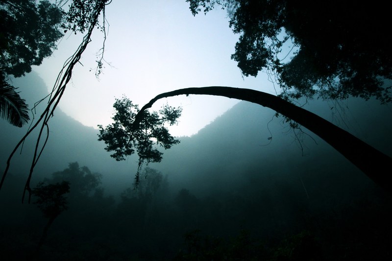 a bent tree in a dark and humid rainforest in vietnam, arching tree in a jungle 4k