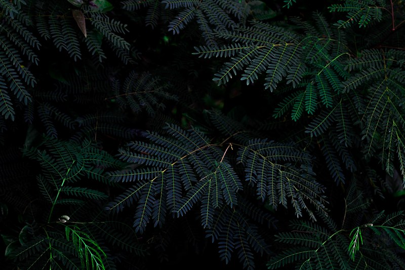 up close photo of dark green pine tree limbs in a forest, green trees 4k