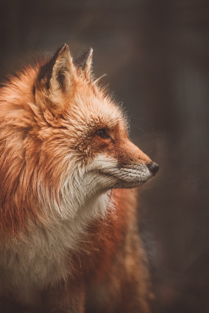 fox red animal and furry hd, 4k