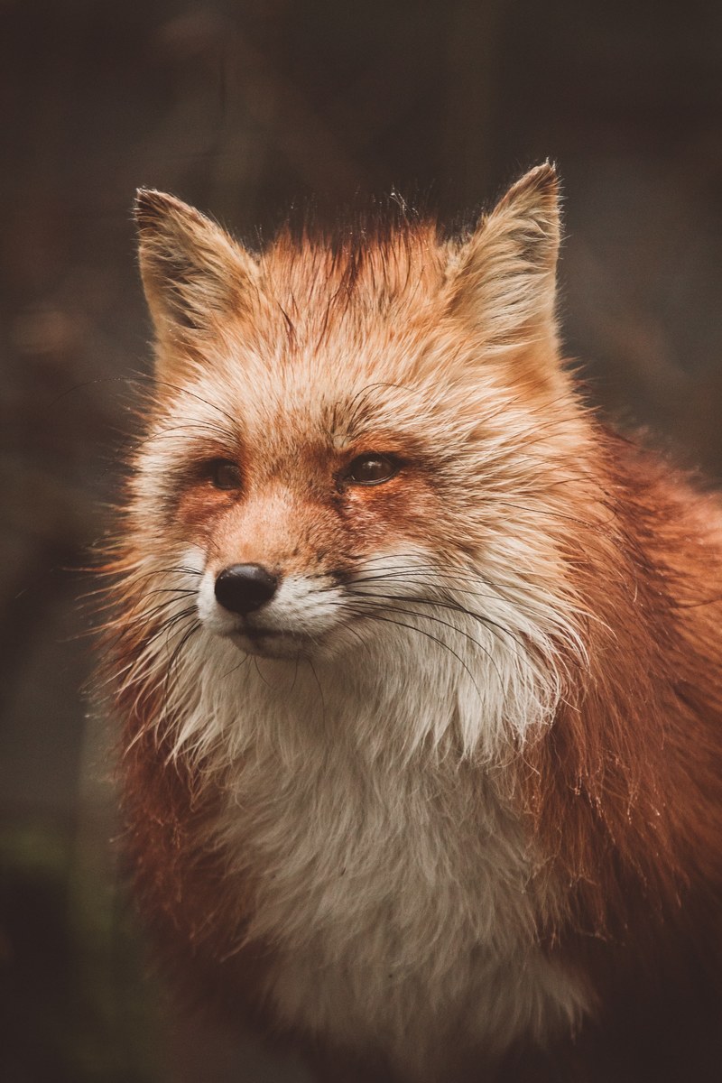 fox red animal and wild hd, 4k