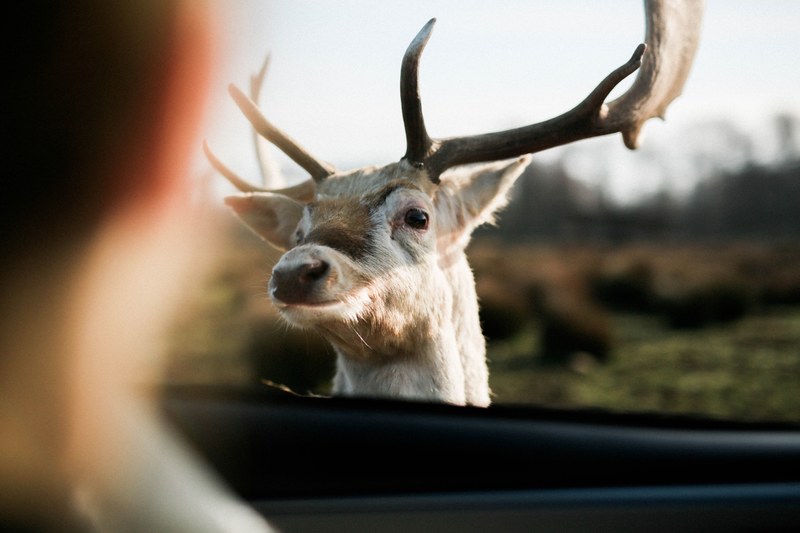 deer reindeer antler and car 4k