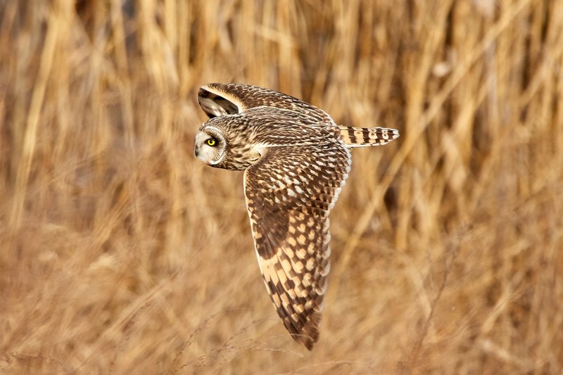 short eared owl 4k