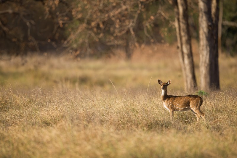 deer fawn wild and tree 4k