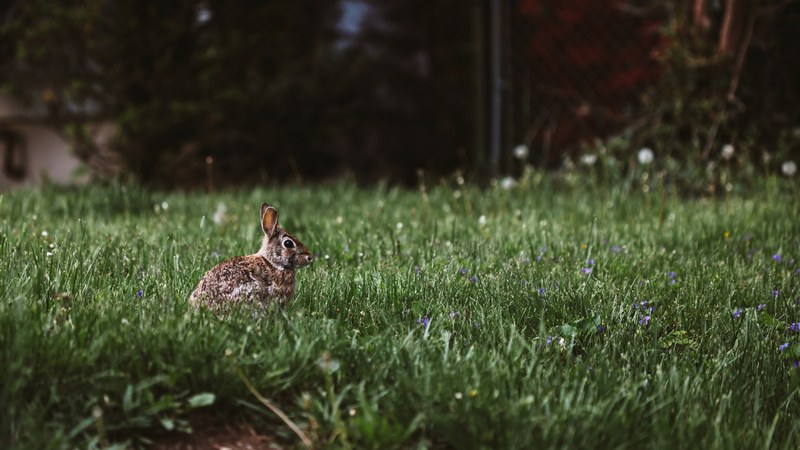 brown rabbit with on a grassy ground, highland park rabbit 4k