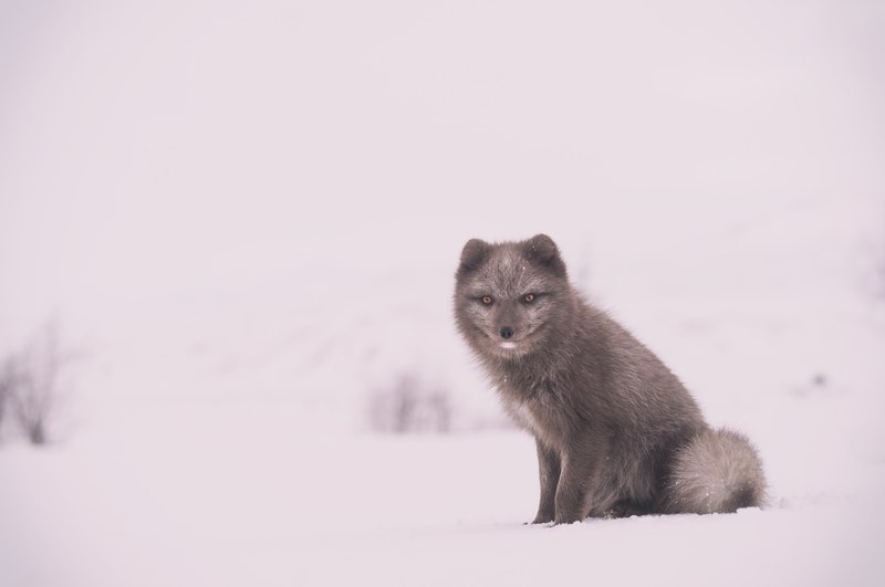 arctic fox with enlarged orange eyes surrounded by a completely snowed out landscape, sitting fox 4k