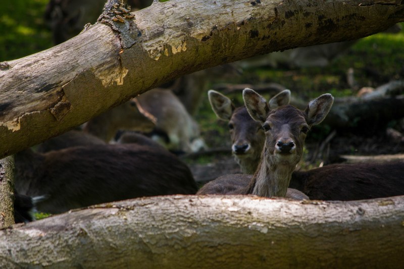 animal deer doe and tree trunk 4k