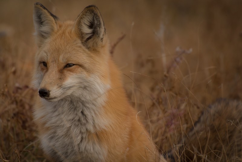 fox squinting its eyes beside a field, fox beside a field 4k