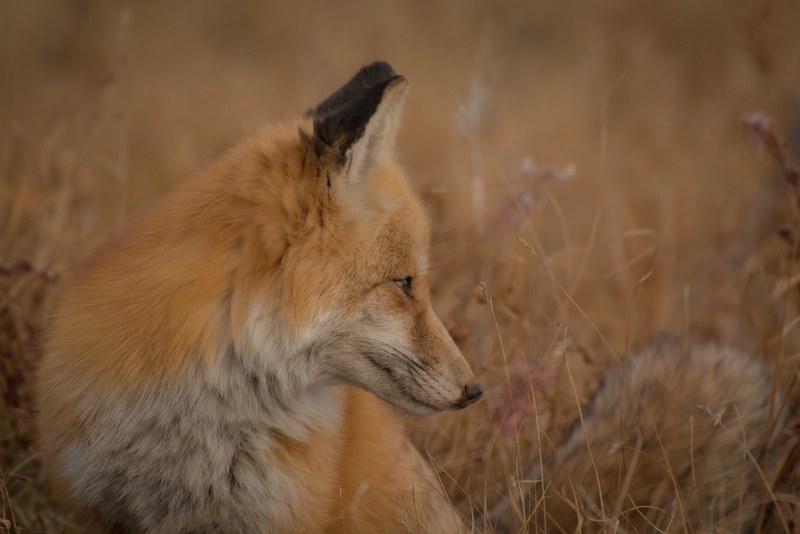 a wild fox sitting in a field of dry grass, wild fox 4k