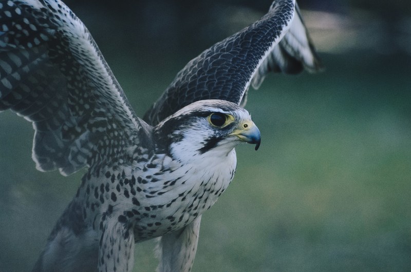 hawk spreads its wings ready to take flight, pilgrim hawk 4k