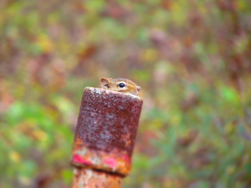 a marmot peeking from behind a rusted post by a green background, marmot behind a post 4k