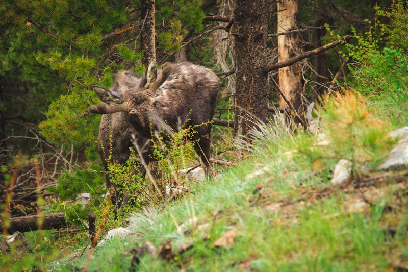 a moose in the forest partially obscured by green brushes, moose under the trees 4k