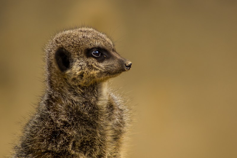 a meerkat with long coat, meerkat looking ahead 4k