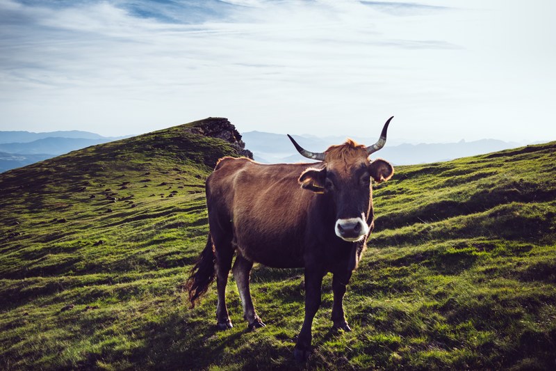 wild cow stands alone in a green grassy pasture, cow in the pasture 4k
