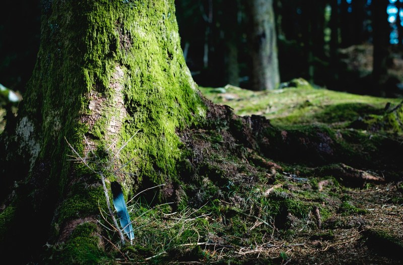 tree moss feather and root 4k