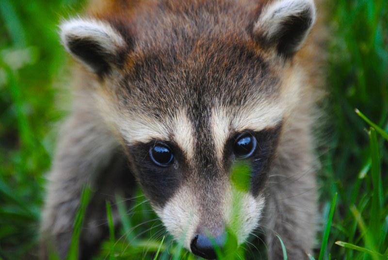 a close up of an inquisitive raccoon face in the grass, nosy raccoon 4k