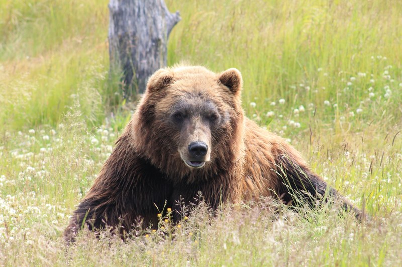 a brown bear laying in a grassy field of flowers in alaska, alaska brown bear 4k