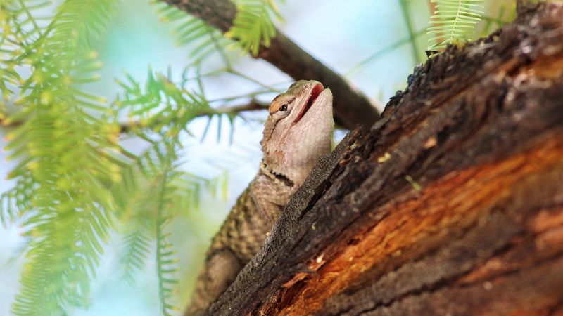 lizard, gecko, animal, branch, 4k