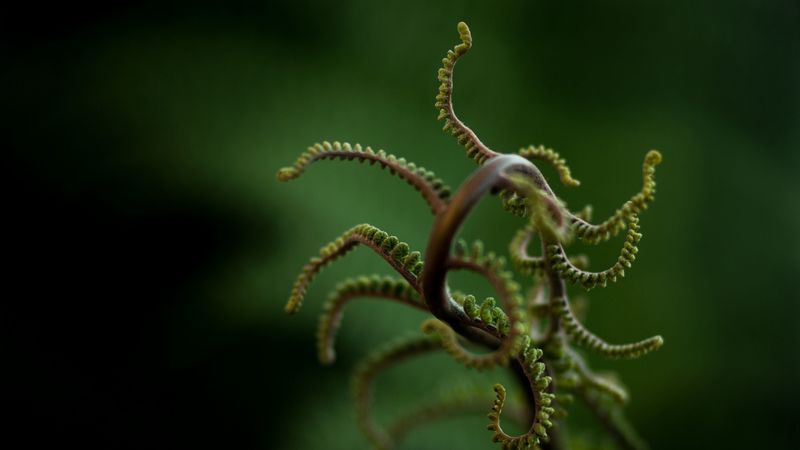 plant, branches, leaves, blur, 4k