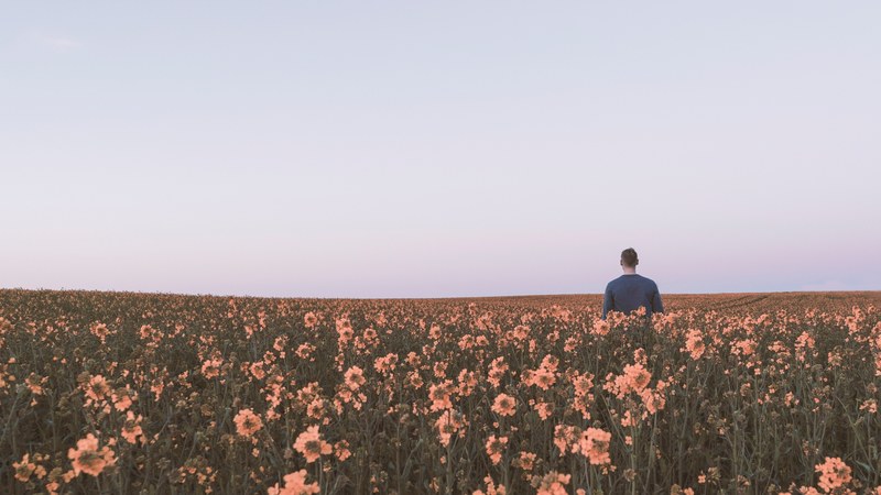 flower daisy field and meadow 4k