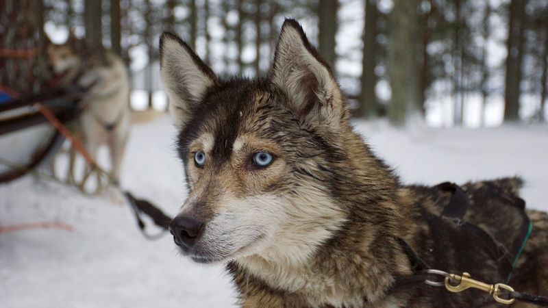 husky, muzzle, dog, blue-eyed, 4k