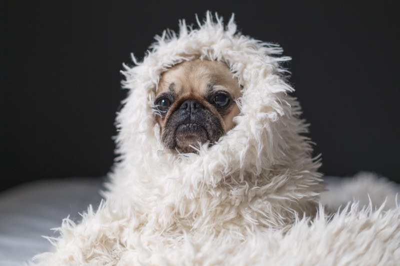 adorable wrap animal and dog 4k