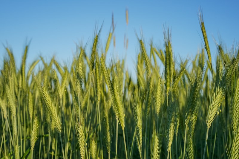 green field of wheat grass growing on a farm, farm field 4k