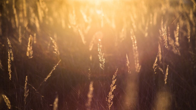 sun kissed wheat and grass field macro shot, evening sun 4k