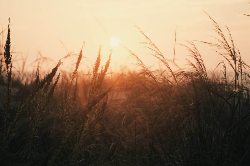 the sun setting in the distance observed through the long grass of ocean city, sunset through the long grass 4k