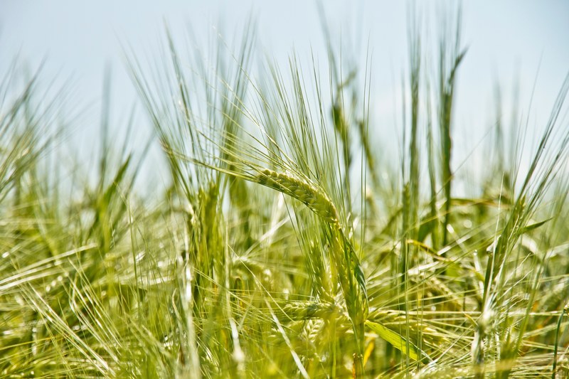 green grains to wheat blow in the wind of a farm field, wheat field 4k
