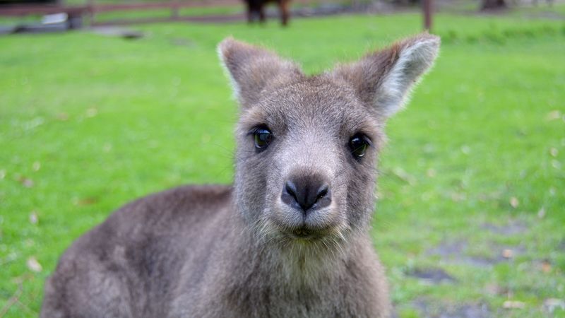 kangaroo, muzzle, cute, 4k