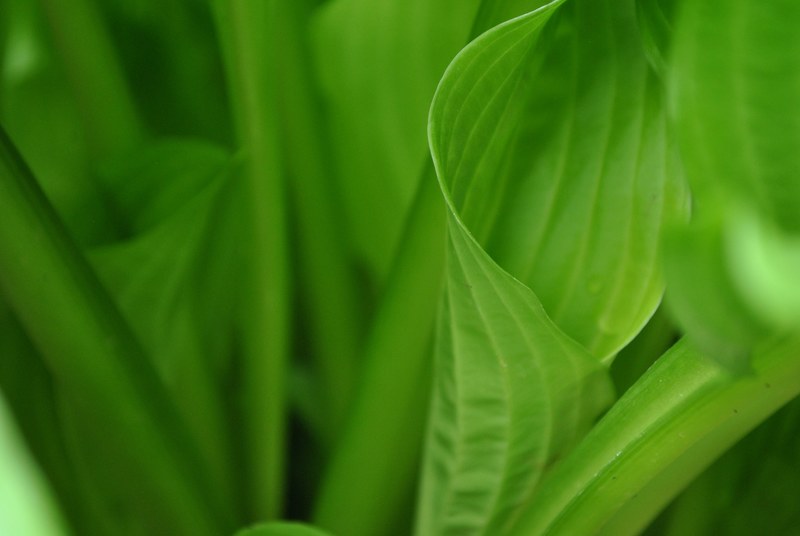 veins and details of green leaves on a plant, leaf curls upward 4k