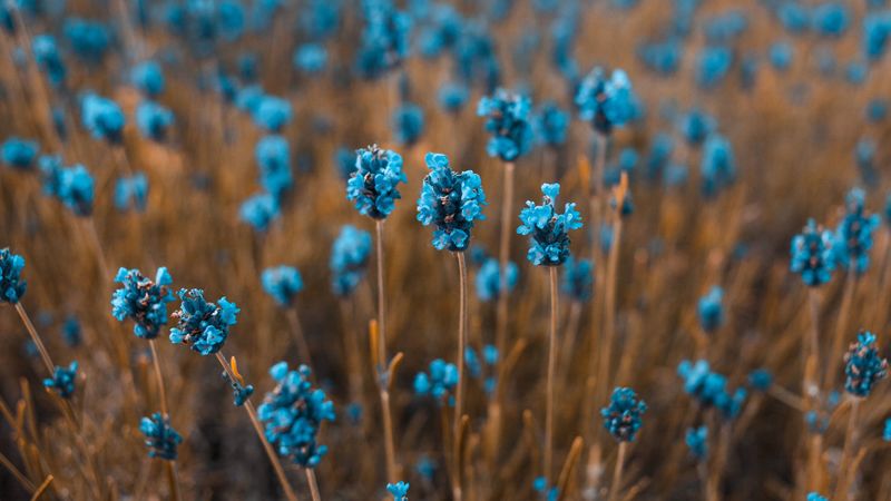 flowers, field, blur, 4k