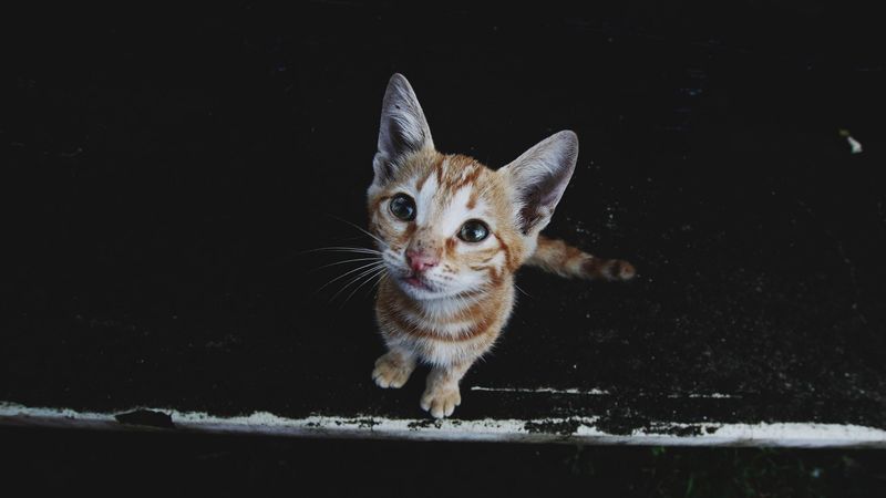 kitten, muzzle, striped, 4k