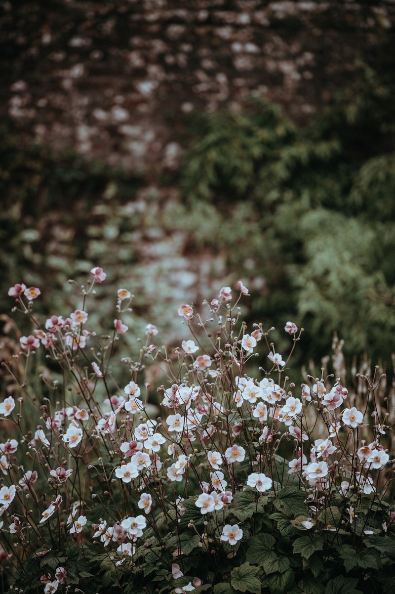anemones 4k
