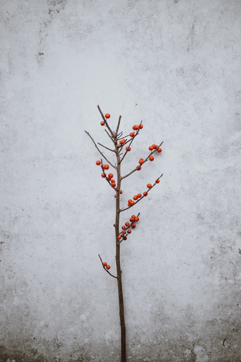 festive berries 4k