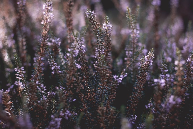 flower purple flowers leafe and foliage 4k