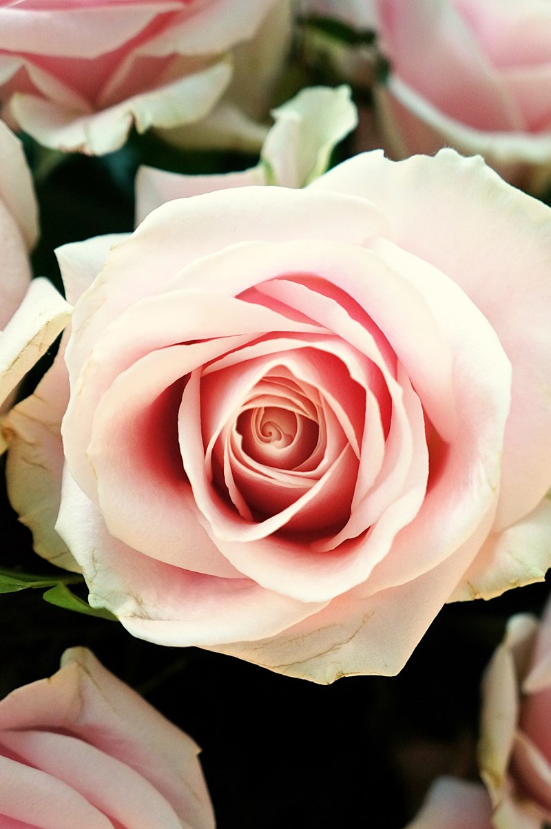 rose floral and flower hd, 4k