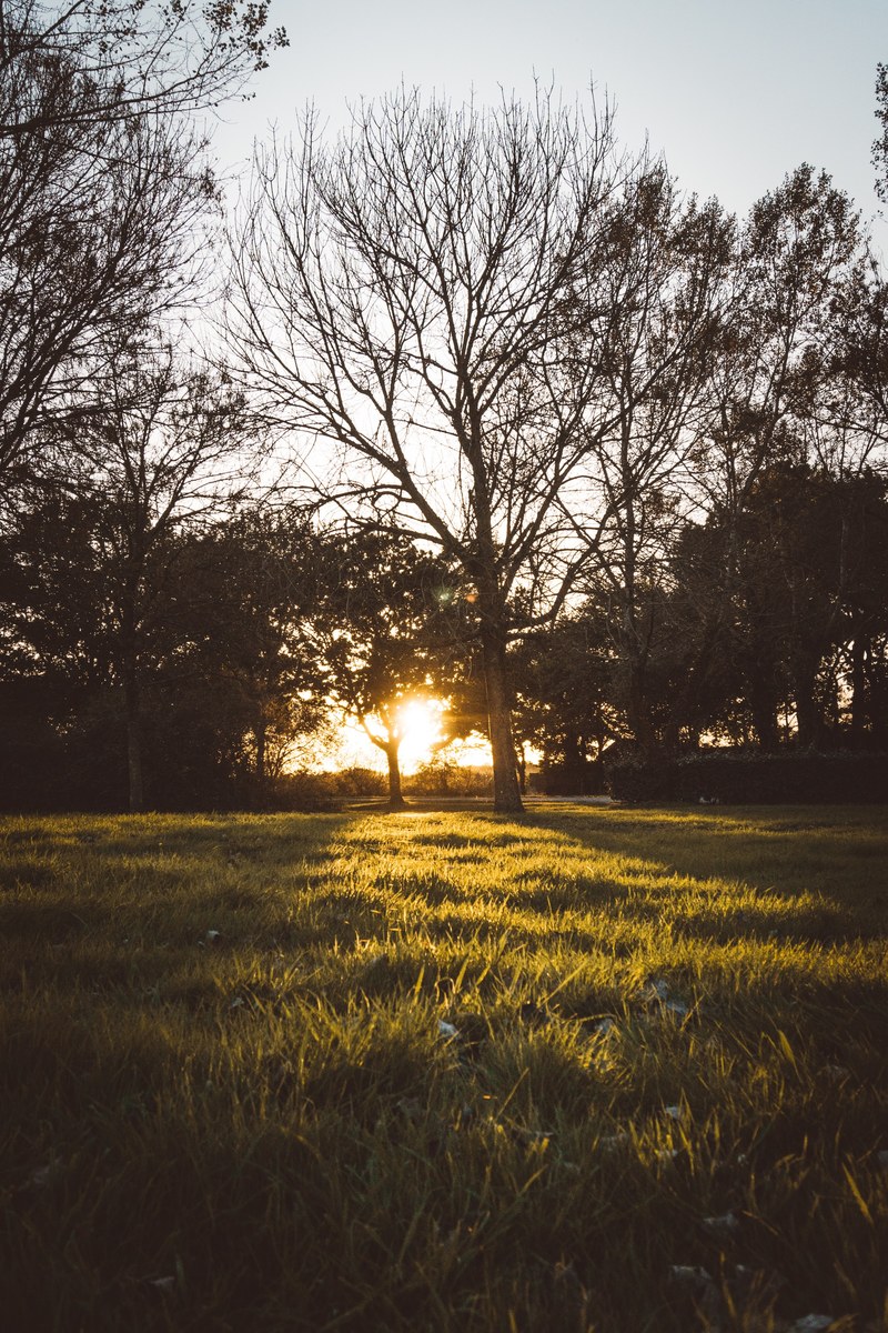 tree field grass and meadow hd, 4k